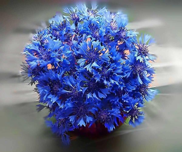 василек цветки