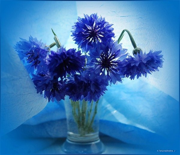 василек волошка