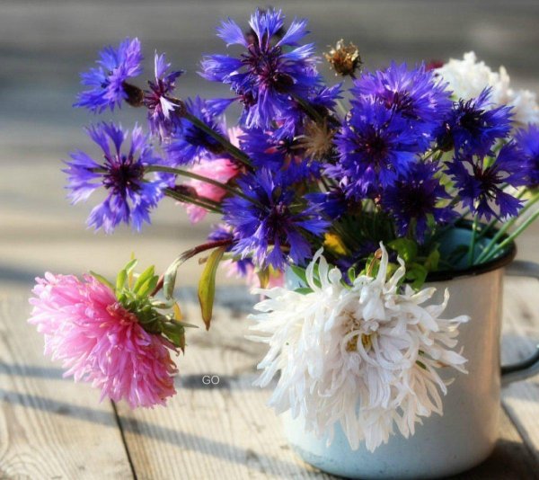 hans emmenegger букет васильков