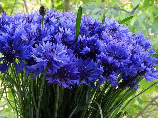 цветки василька