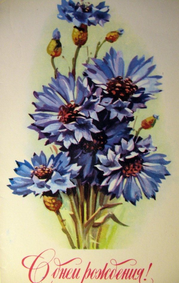 катарина кляйн васильки