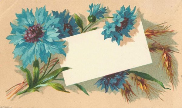 цветки василька