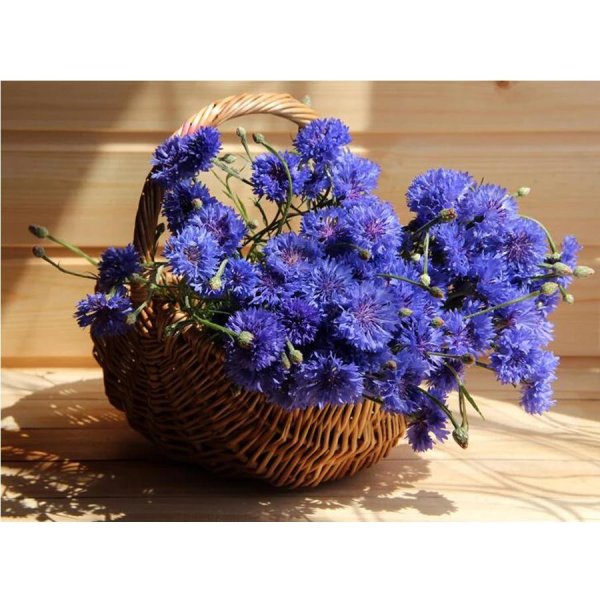 полевые цветы