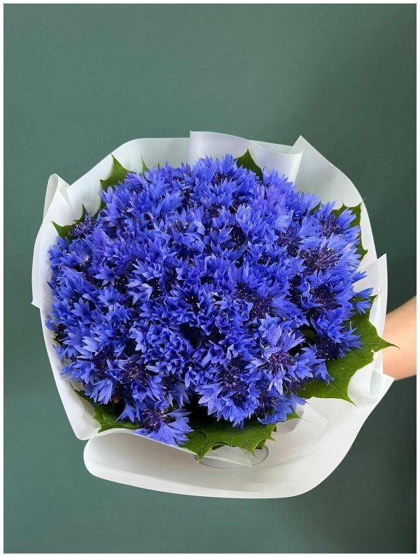 василек букетный