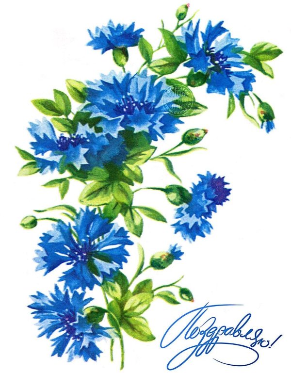 василек рисунок