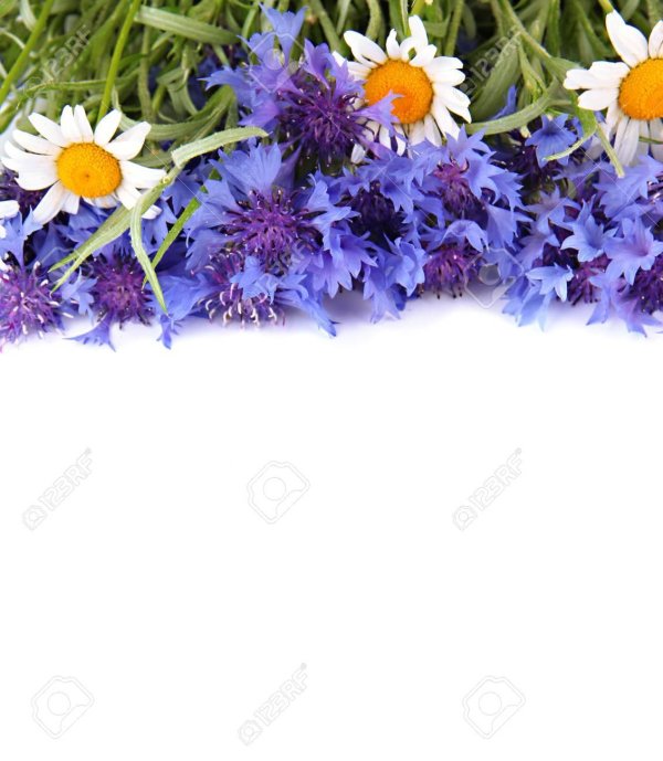 василёк первичногерберов