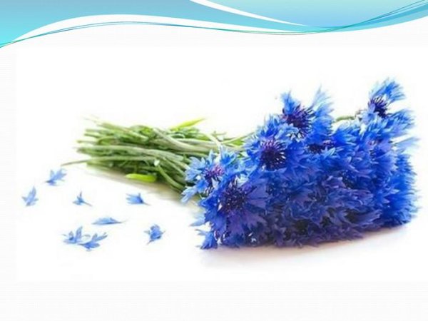 синие васильки