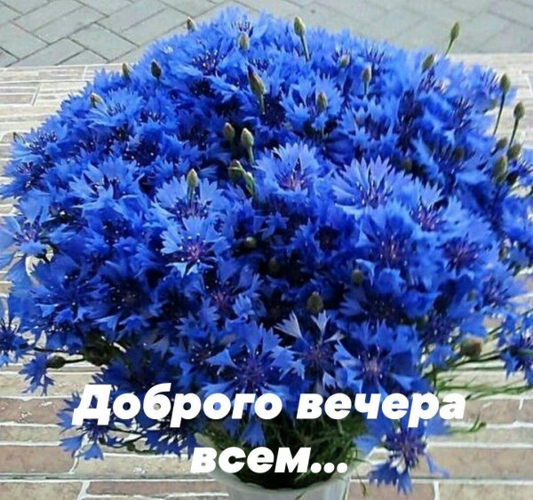 василек букет