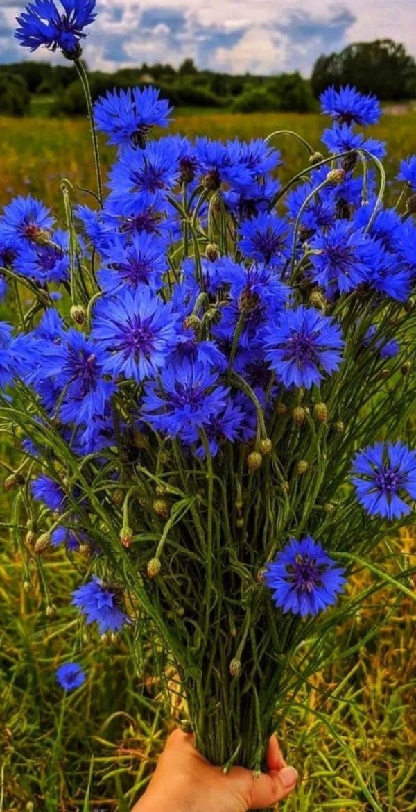 василёк боровой