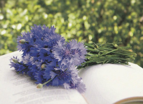 василек синий полевой