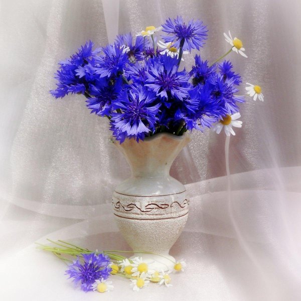 букет васильков