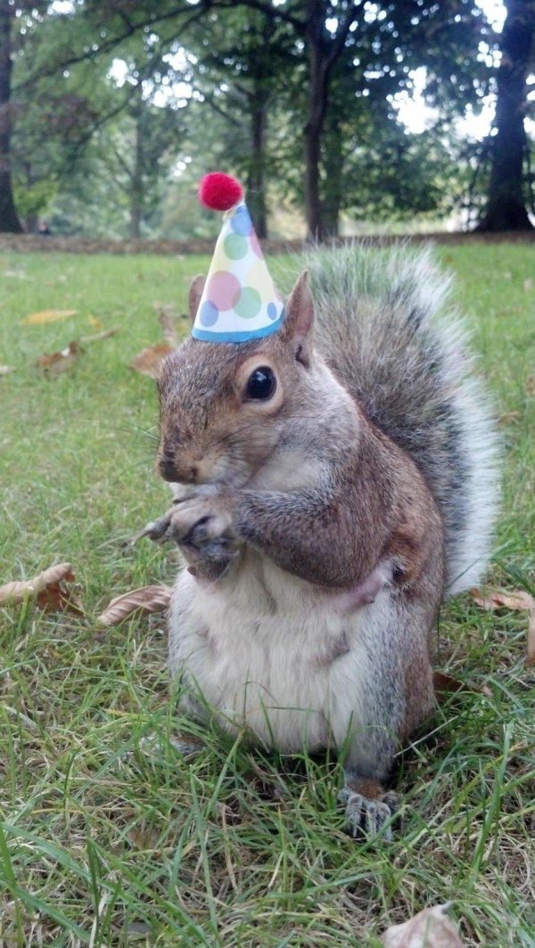 happy birthday squirrel