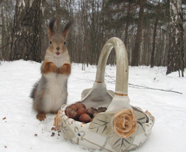 белка зимняя