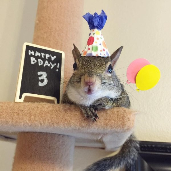 happy birthday squirrel