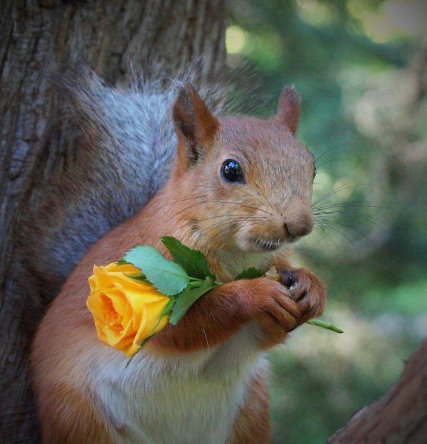 белка красивая