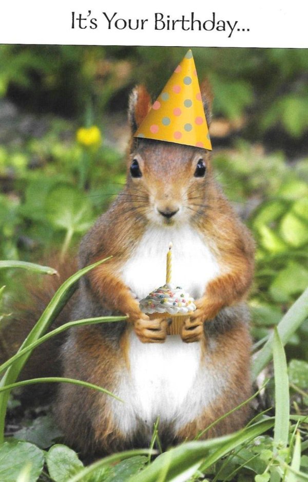 happy birthday squirrel