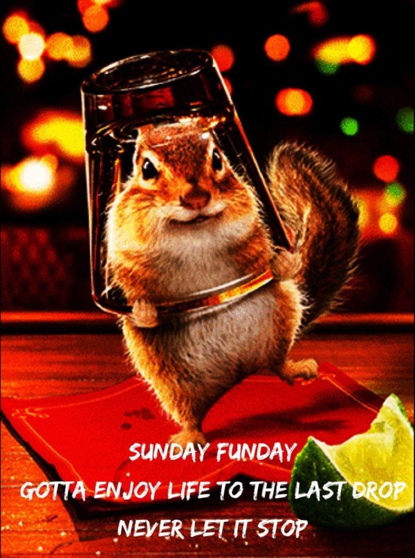 милые бурундуки