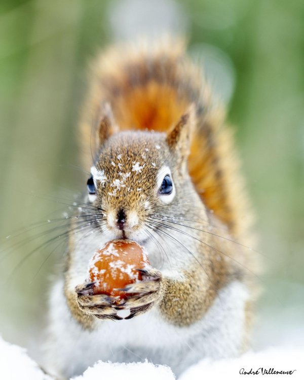 белка зимой