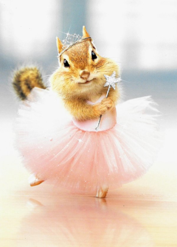 бурундук смешной