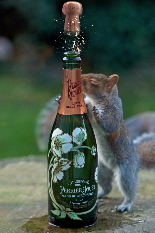 шампанское бутылка