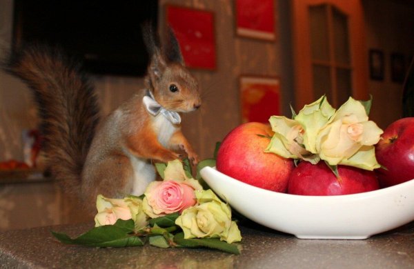 валентина говорушкина белки