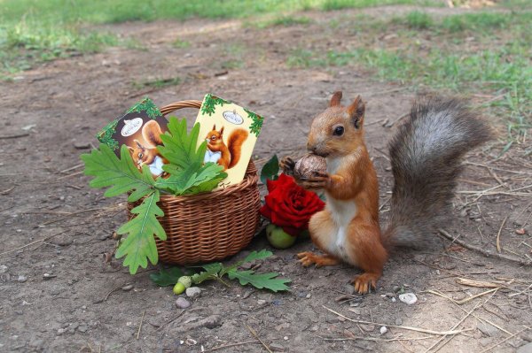 белочка с орешками