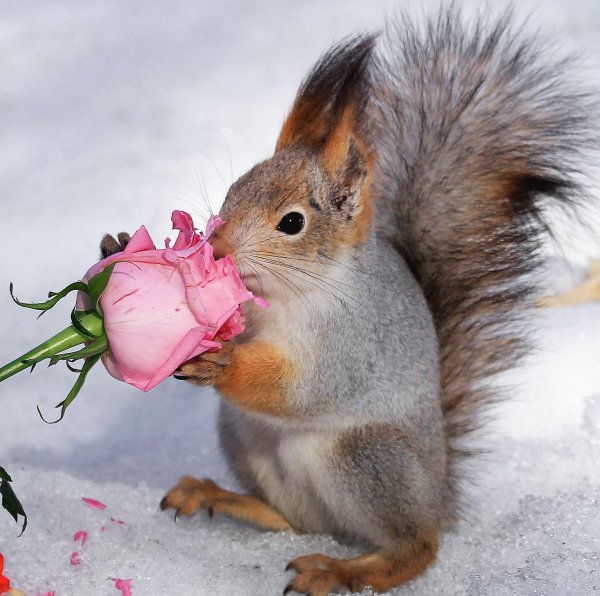 доброе утро с белками