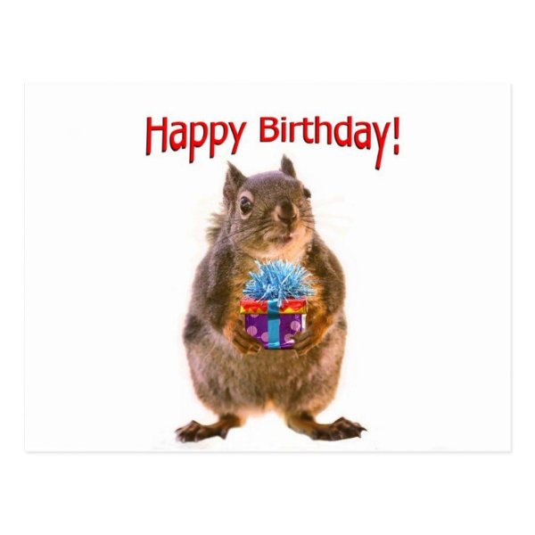 happy birthday squirrel
