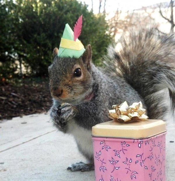 happy birthday squirrel