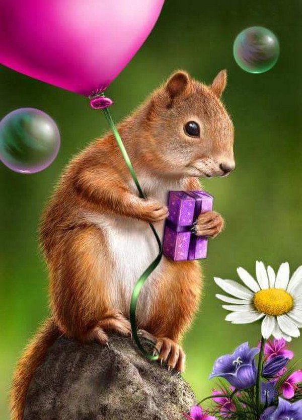 белка красавица