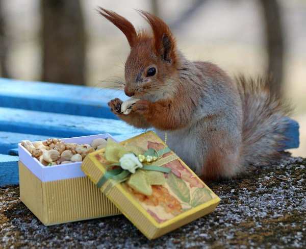 белка грызет орех