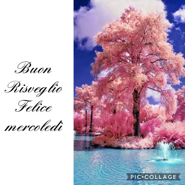 дерево розовое