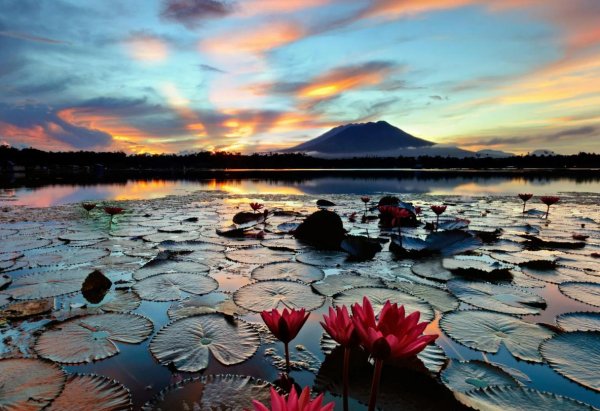 озеро кувшинка