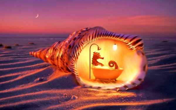 морская раковина