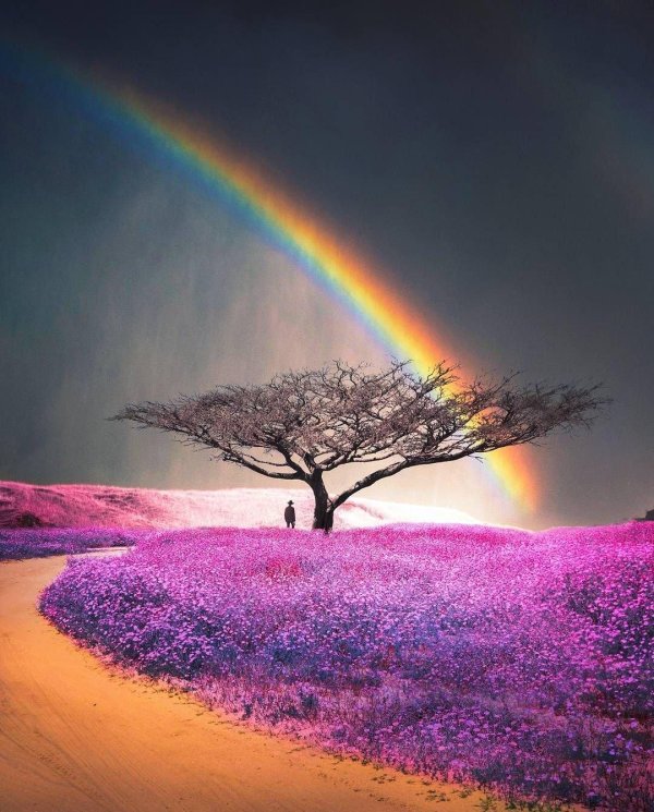 дерево красивое