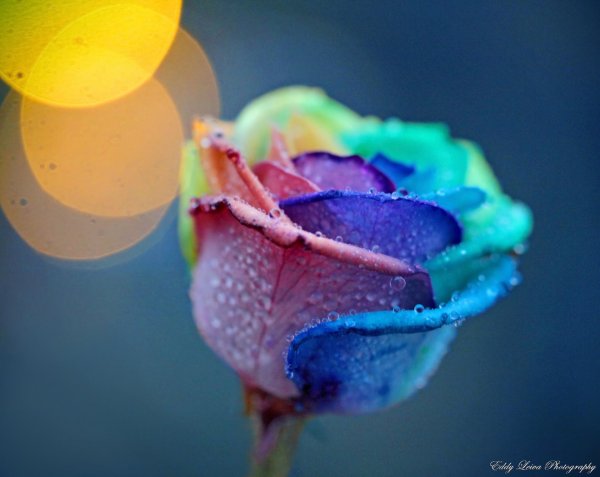 макросъемка предметов