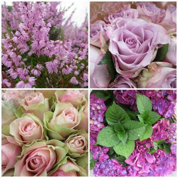 вереск растение