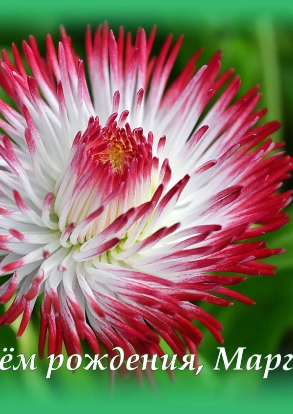 маргаритка хабанера