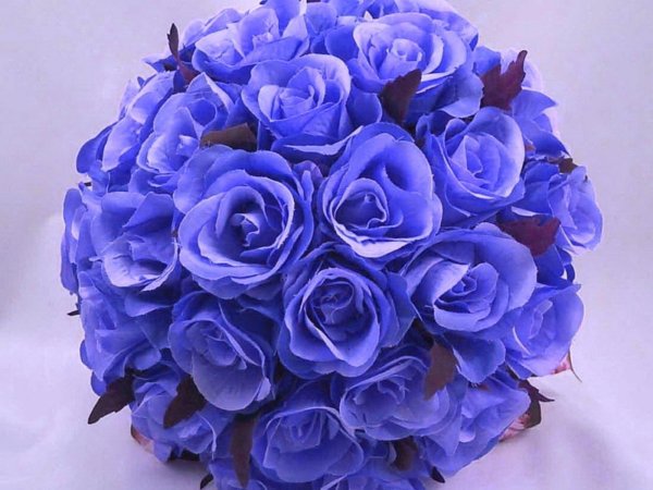 роза венделла синяя