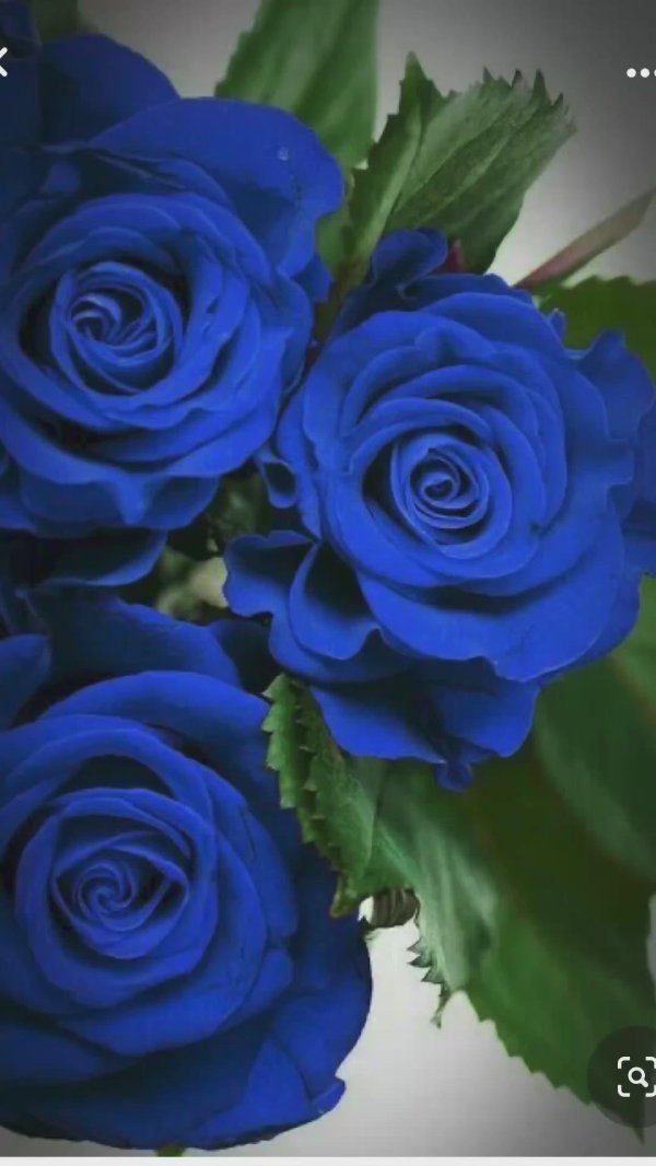 синее розы