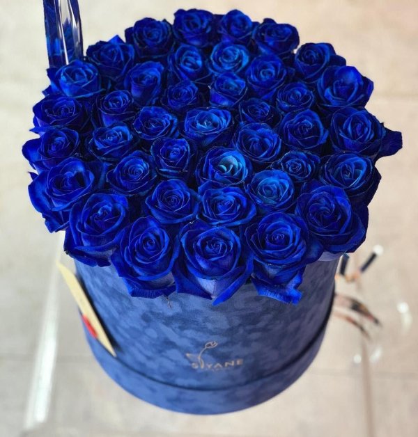 роза венделла синяя