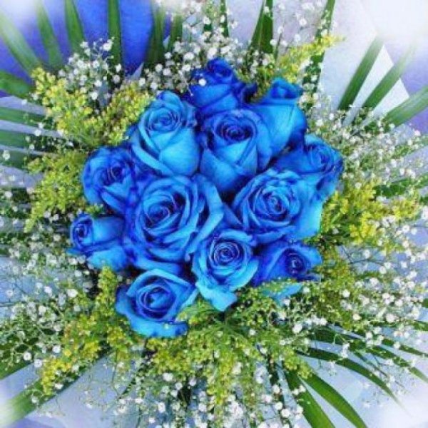 синяя роза беккер