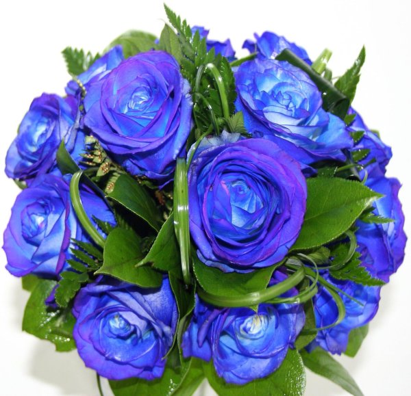 синяя роза беккер