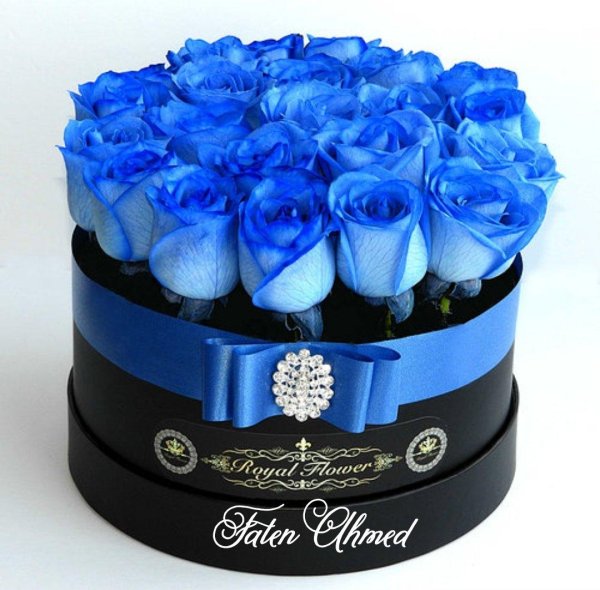 роза венделла синяя