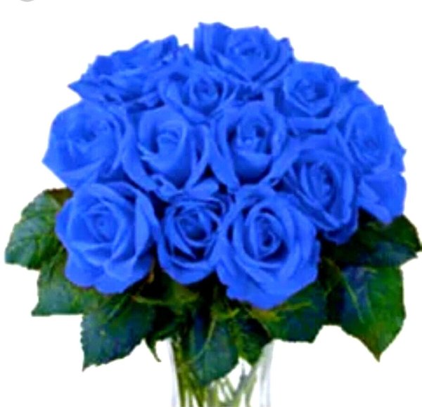 роза венделла синяя