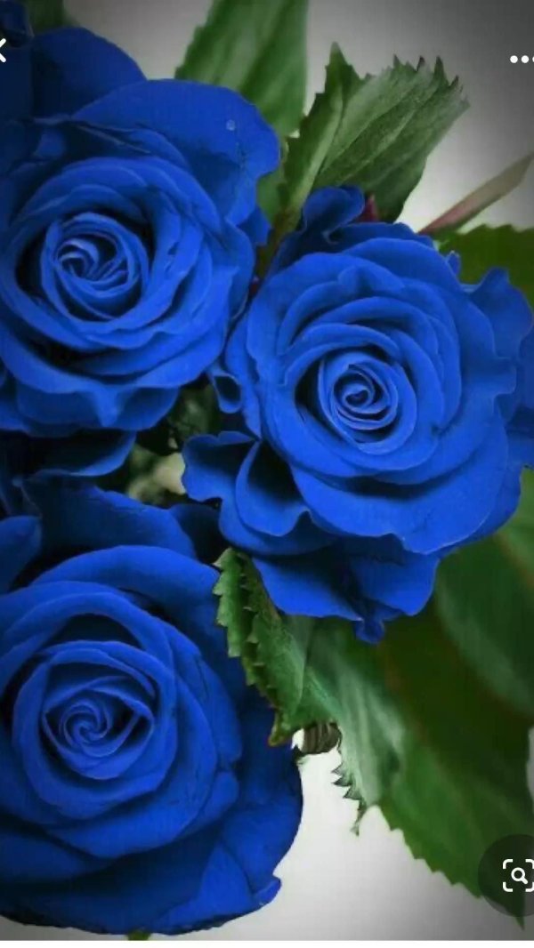 синее розы