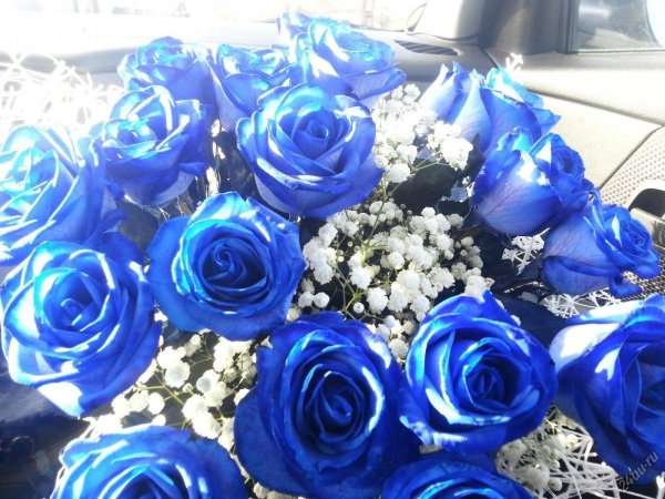 синяя роза беккер