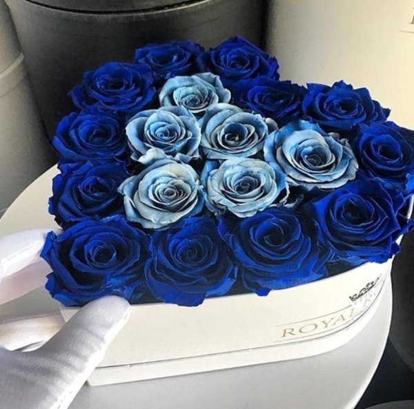 роза венделла синяя