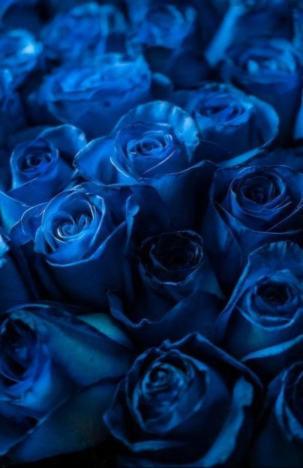 голубая перинея роза