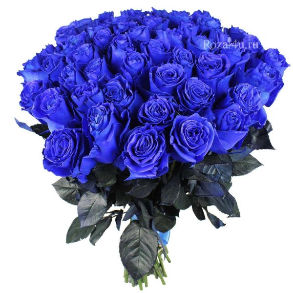 синяя роза беккер